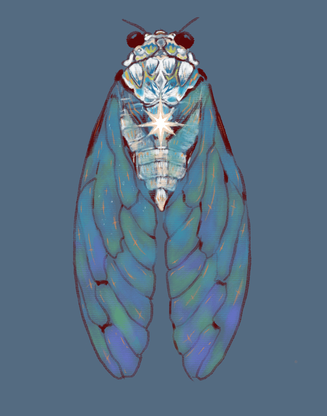 Cicada